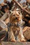 YORKSHIRE TERRIER 626
